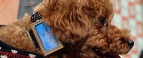 Los perros llegan a ser una parte esencial de una familia y como miembros de la misma, tratamos de darles el mejor cuidado posible,  en ocasiones puede resultar complejo, debido […]