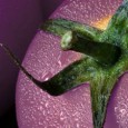 Hace un año científicos del Centro Jhon Innes en Norfolk, lograron descifrar los genomas del tomate, esperando que algún día esta fruta pudiera ser modificada para beneficio del ser humano. […]